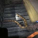 Copperhead