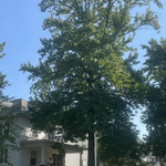 Tree Services