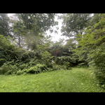 Brush clearing