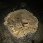 5 foot in diameter trunk cut off at table height