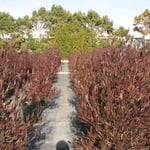 Plants from Springfield N