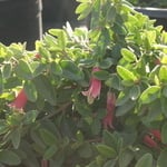 Plants from Springfield N