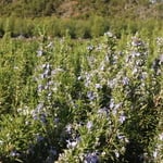 Plants from Springfield N