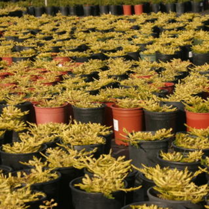 Plants from Springfield N