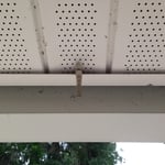 Gman of Georgia Mosquito