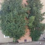 remove trees