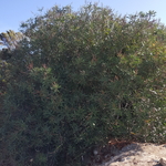 Yolanda removing