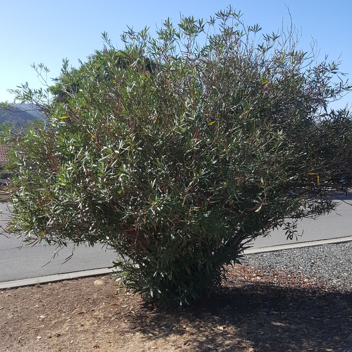 trimming the Yolanda