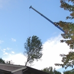 Tree work 20