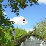 Tree work 21