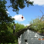 Tree work 22