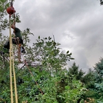 Tree work 23