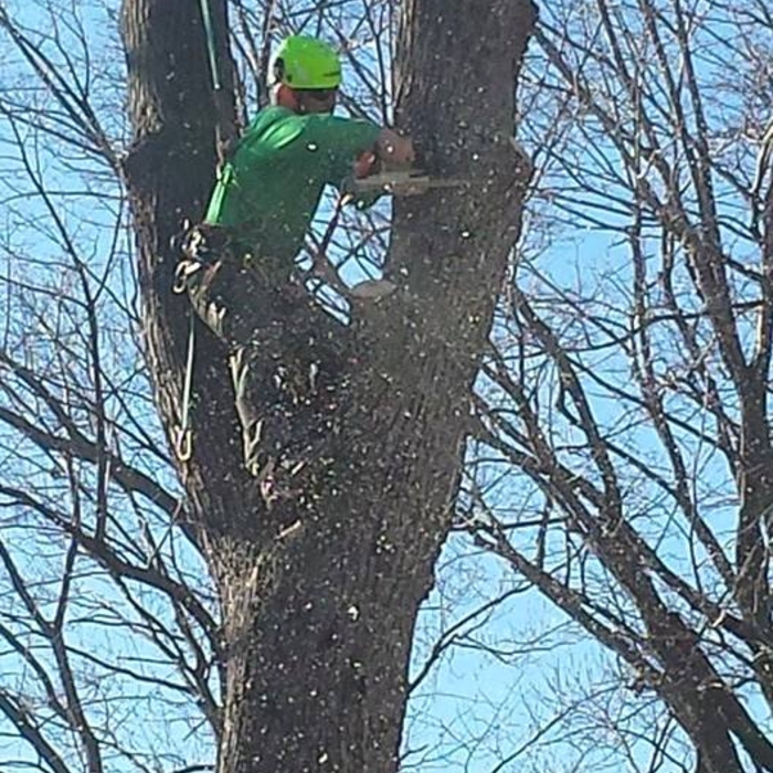 Tree work 24