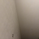 Plaster