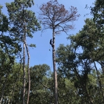 No Tree Too High