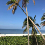 Leaning Palm