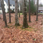 Seasonal clean-up (before)