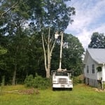 TREE REMOVAL