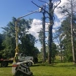 TREE REMOVAL