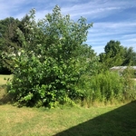 Before Clearing