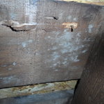 Mold in attic