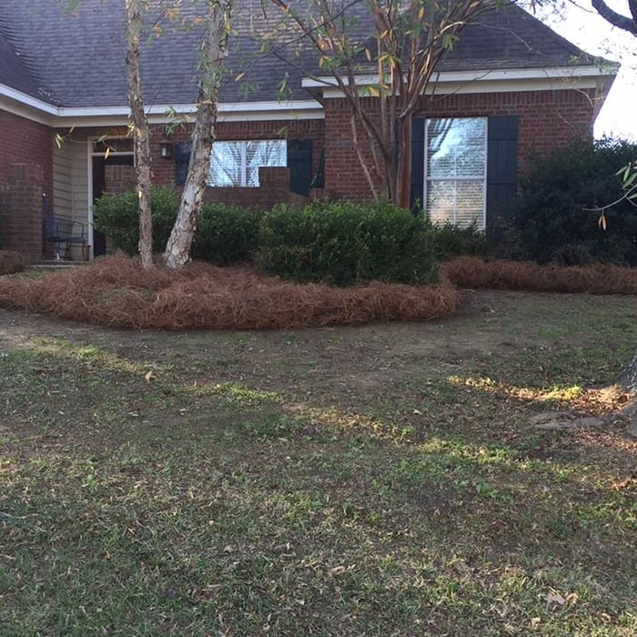 Pine Straw 1