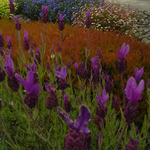 Drip Irrigation