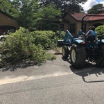 Hedge Removal