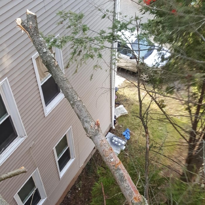 trimming back limbs from preventing squirrels