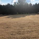 Olive sod install