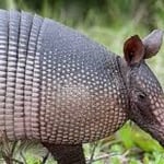 Nine Banded Armadillo