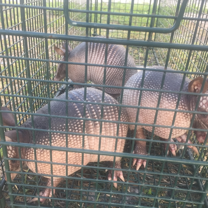 Juvenile Armadillos