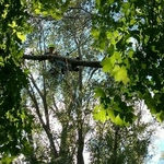 Cottonwood