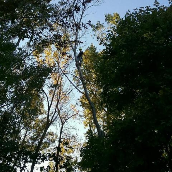 Cottonwood Removal