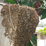 Honey Bee's