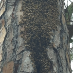 Honey Bee's