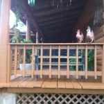 privacy fence