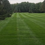 A beautifully thick lawn!