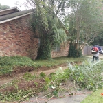 Yard Clean up