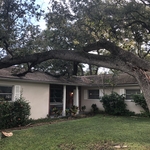 Tree Removal