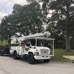 Tree Removal