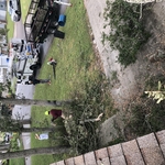 Tree Removal