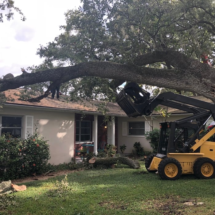 Tree Removal