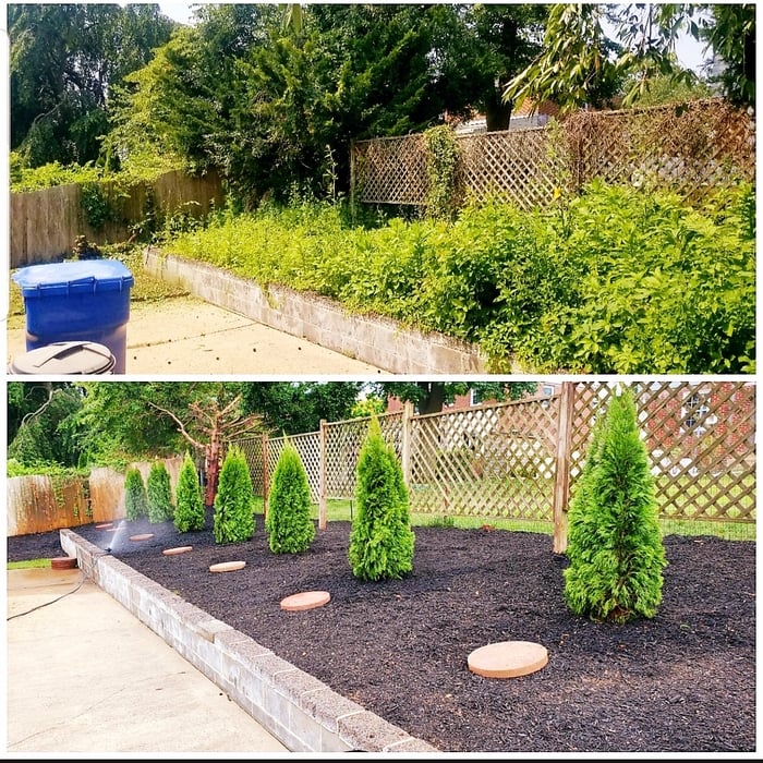Arborvitae install