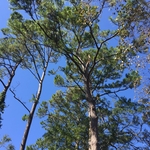 Wind damage