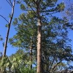 NC Pine