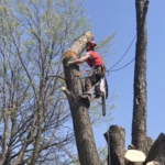 Tree Cutting