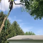 Tree Cutting
