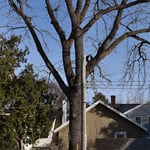 The Standing Tree