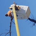 Tree Servicing